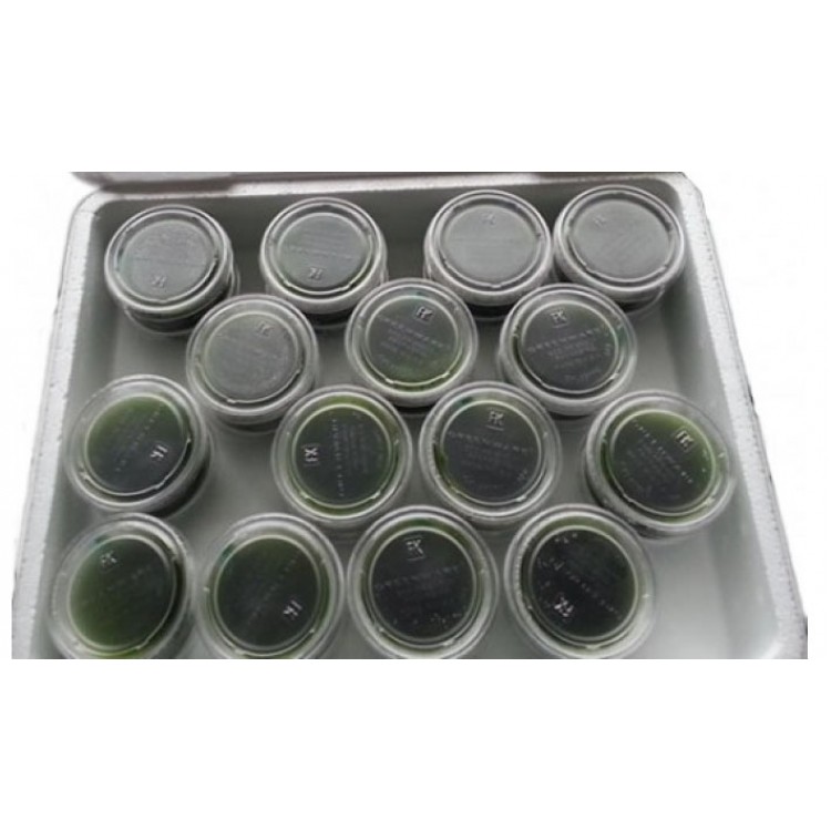 90 Frozen Wheatgrass Shots